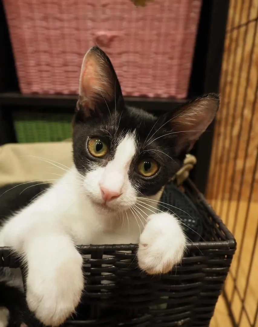 ねこ蔵　ホステル 福岡市 ホステル