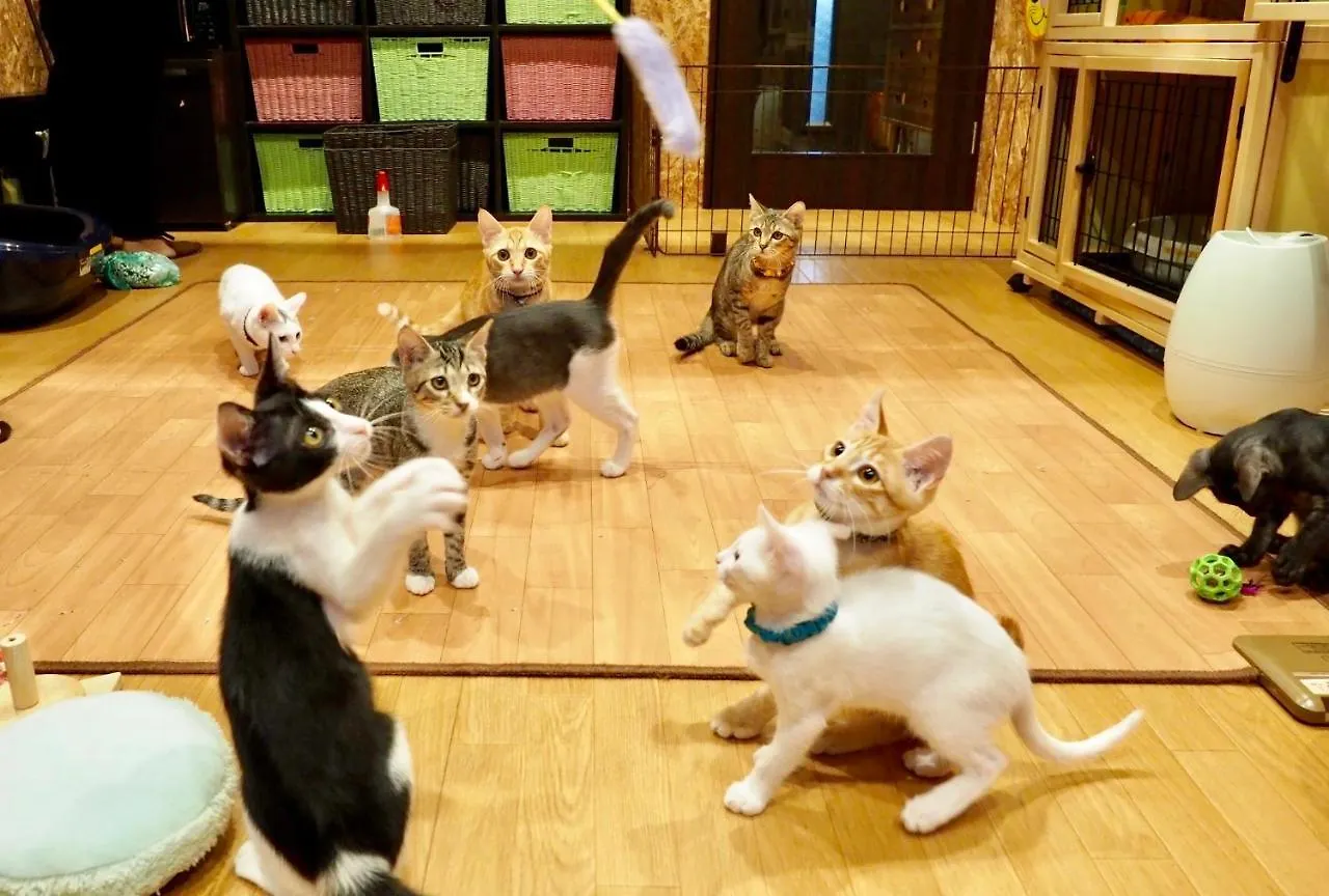ねこ蔵　ホステル 福岡市 0*,  日本