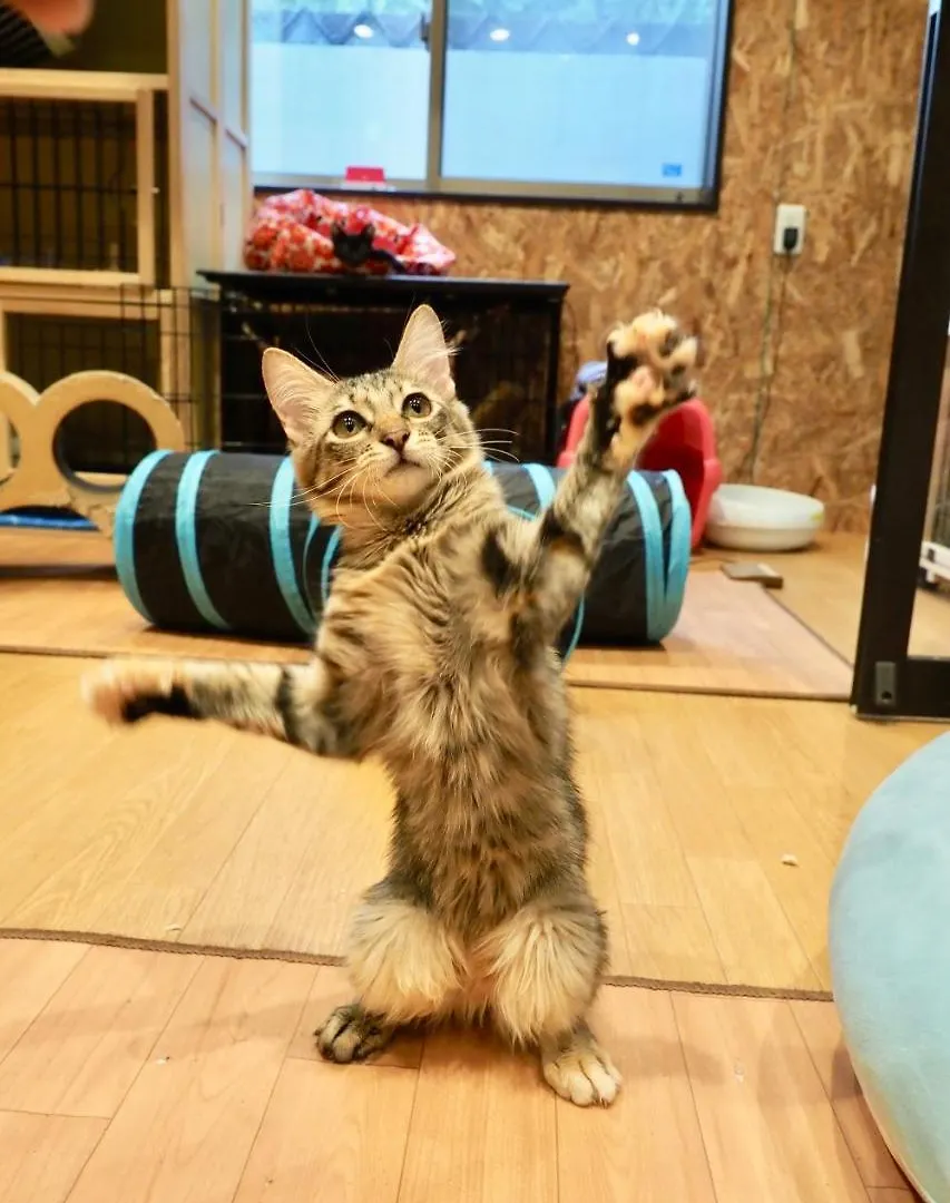 ねこ蔵　ホステル 福岡市 0*,  日本