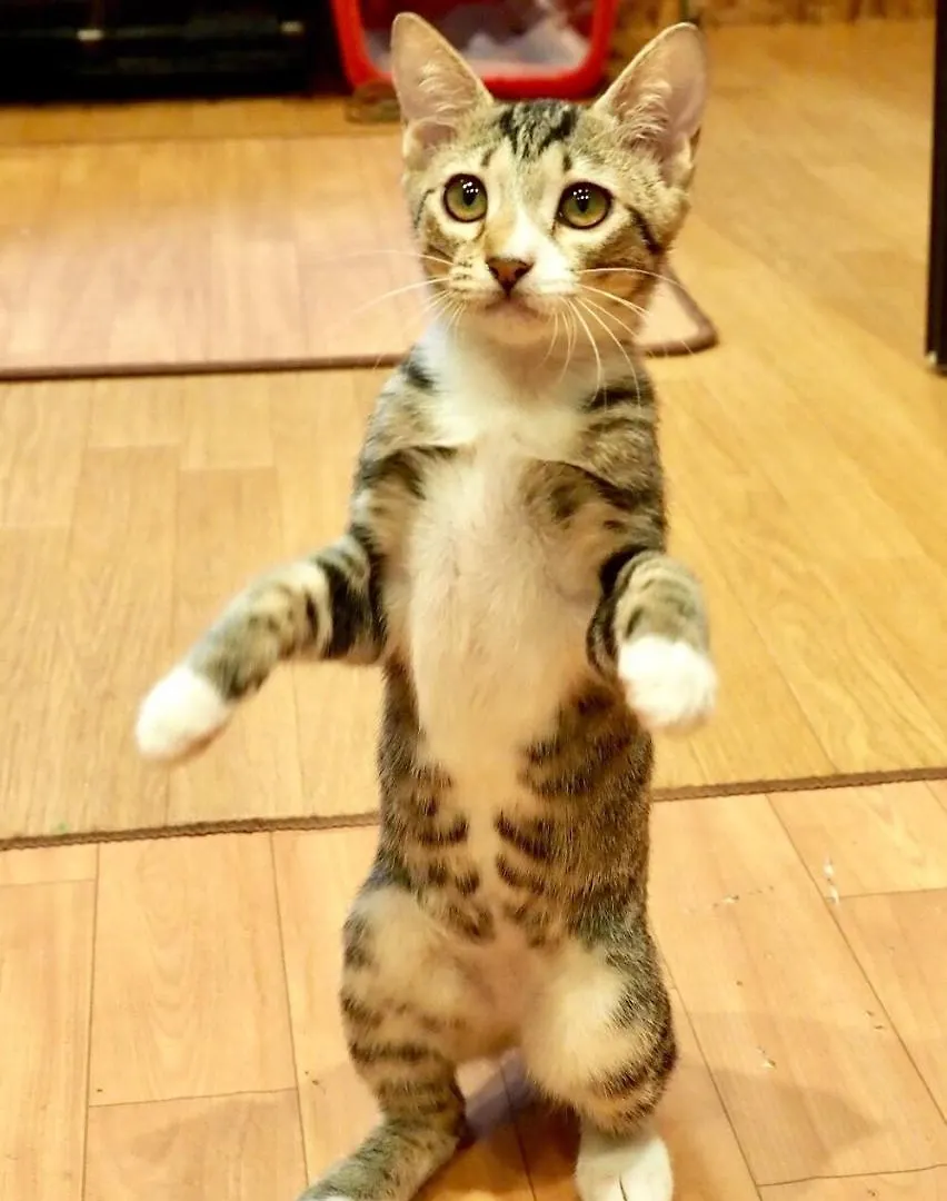 ホステル ねこ蔵　ホステル 福岡市