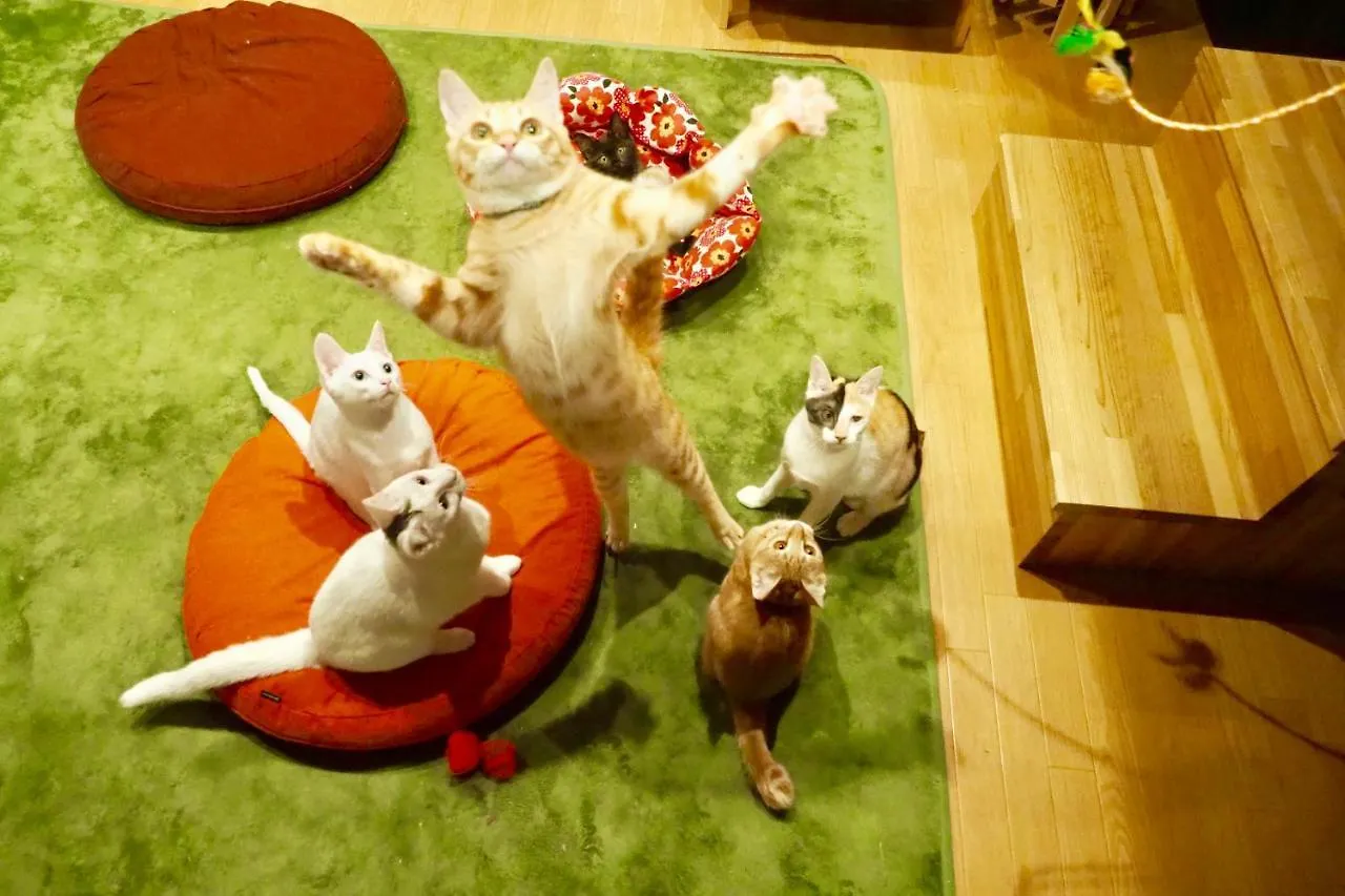 ねこ蔵　ホステル 福岡市 0*,  日本