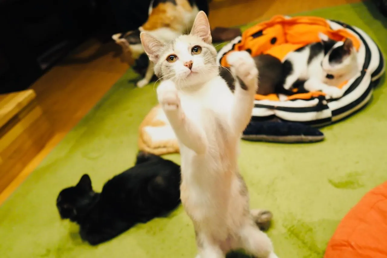 ねこ蔵　ホステル 福岡市 ホステル