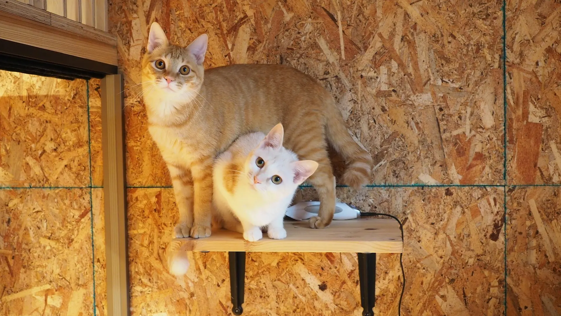 ねこ蔵　ホステル 福岡市